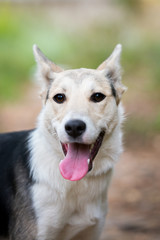Dog on nature sunny day in the forest