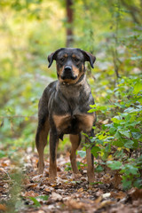 Dog on nature sunny day in the forest