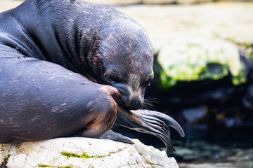 sea lion on rock cleaning its fin