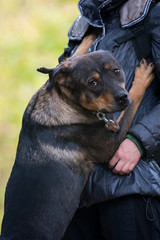 Dog on nature sunny day in the forest