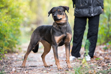 Dog on nature sunny day in the forest