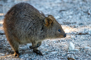 wild exotique animals