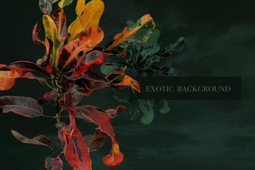 Motley leaves of an tropical plant and place for an inscription. Exotic background. © marinavorona