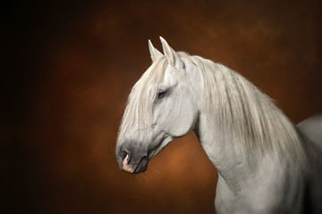 Photo studio portrait cheval étalon lusitanien blanc spectaculaire