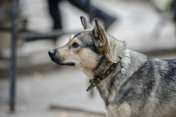 Dog on nature sunny day in the forest