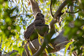 Ein Virginiauhu sonnt sich mit ausgebreiteten Flügeln