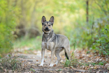 Dog on nature sunny day in the forest