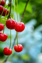 Fresh wet red cherries. Vertical background.