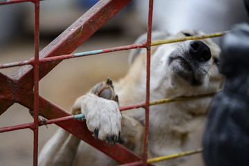 Homeless dog from a dog shelter behind bars