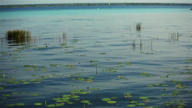 lillies and lagoon