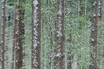 Obraz premium Red pine forest with flocking of spring snow, Yankee Springs State Park, Michigan