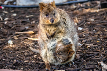 wild exotique animals