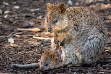 wild exotique animals