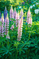 Beautiful pink and purple lupine flowers blooming on the sunny day in the summer garden. Vertical picture, selective focus