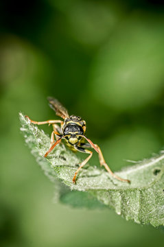 Imagen de una avispa sobre una hoja verde.