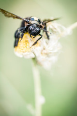 Imagen de un abejorro negro en una flor seca amarilla y blanca.