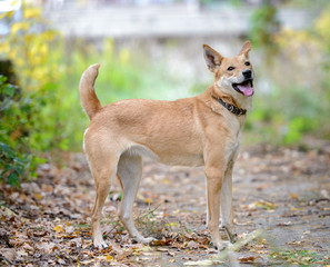 Dog on nature sunny day in the forest