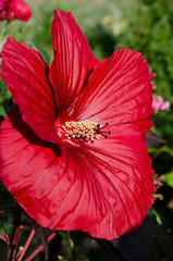 red flower in garden