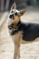 Homeless dog from a dog shelter on nature