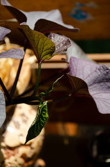 hands of the bride and groom