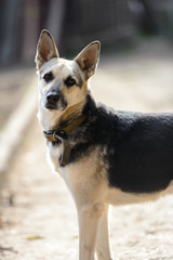 Homeless dog from a dog shelter on nature