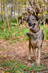 Dog on nature sunny day in the forest