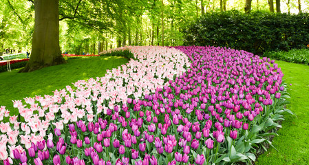 Beautiful colorful tulips in spring garden. Flowers tulip blossom, floral banner or panorama for a floristry shop background.