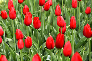 Red tulip with green leaves. Tulips flower background.