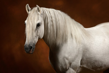 Portrait cheval lusitanien blanc