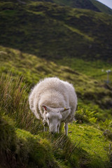 Naklejka na ściany i meble Schafe in den Highlands