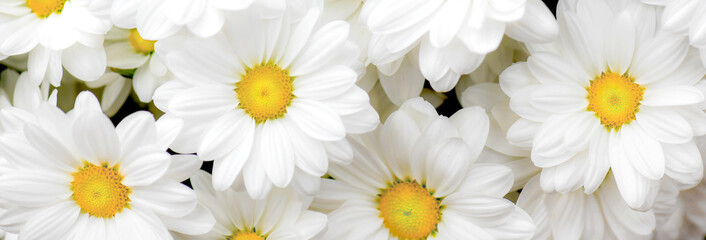 Fototapeta premium Natural background with blossoming daisies or white flowers pattern. Cosmos blooming top view.