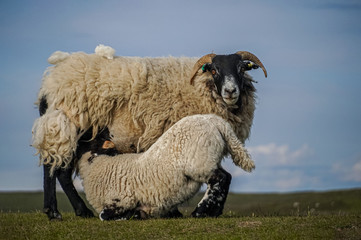 Junge Schafe in Schottland