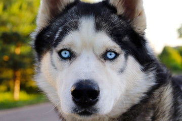 Obraz premium The dog of breed husky. Blue-eyed purebred husky. House dog. Walk with a pet.