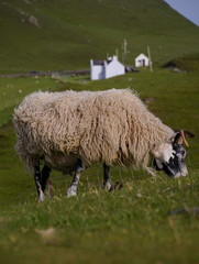Schafe in den Highlands