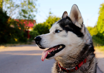 The dog of breed husky. Blue-eyed purebred husky. House dog. Walk with a pet.