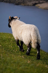 Schafe in den Highlands