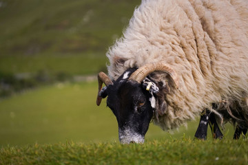 Schafe in den Highlands