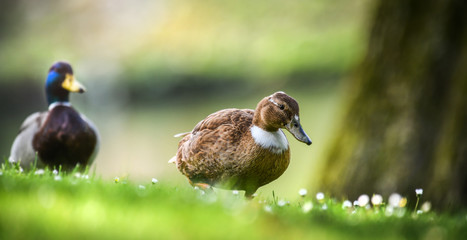 Female duck bird is seaching for something to eat. Pair of ducks in natural habitat. Anas...