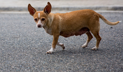 dramatic image of a older dog walking down the street looking into the camera