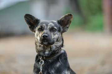 Homeless dog from a dog shelter on nature