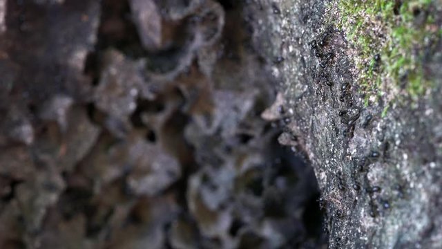 Ants on an old tree - (4K)