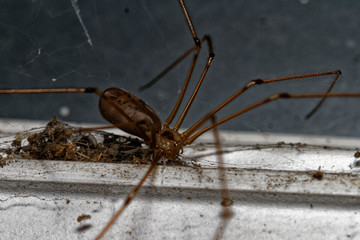 Araignée