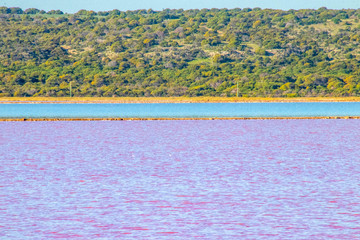 Fototapeta na wymiar pink lake