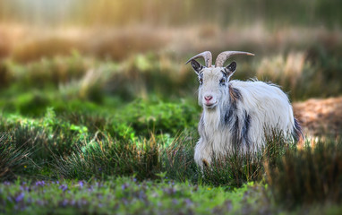 Adult bearded white goat on beautiful green grass in natural habitat.