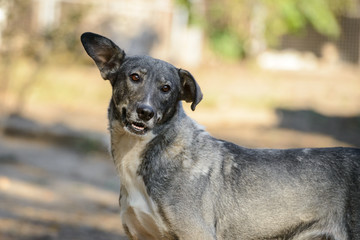 Homeless dog from a dog shelter on nature