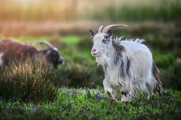 Obraz premium Adult bearded white goat on beautiful green grass in natural habitat.