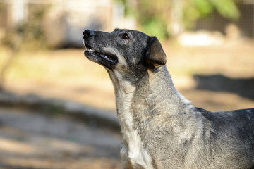 Obraz premium Homeless dog from a dog shelter on nature