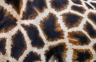 Real giraffe skin or background texture fur. Animal pattern detail.