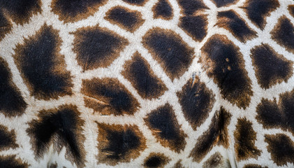 Real giraffe skin or background texture fur. Animal pattern detail.
