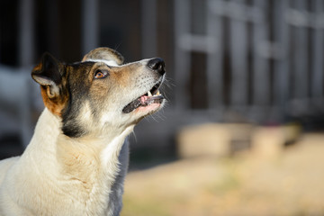 Obraz premium Homeless dog from a dog shelter on nature